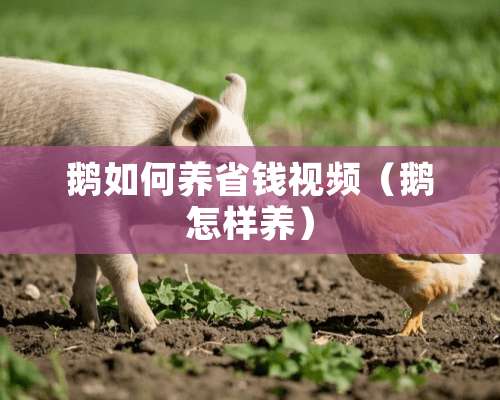 鹅如何养省钱视频（鹅怎样养）