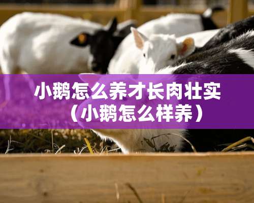 小鹅怎么养才长肉壮实（小鹅怎么样养）