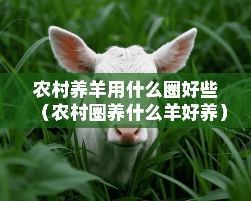 农村养羊用什么圈好些（农村圈养什么羊好养）