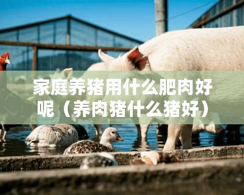 家庭养猪用什么肥肉好呢（养肉猪什么猪好）