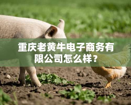 重庆老黄牛电子商务有限公司怎么样？