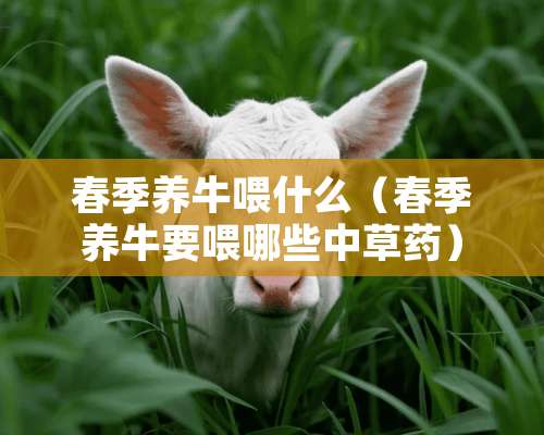 春季养牛喂什么（春季养牛要喂哪些中草药）