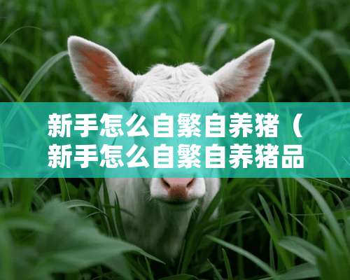 新手怎么自繁自养猪（新手怎么自繁自养猪品种）