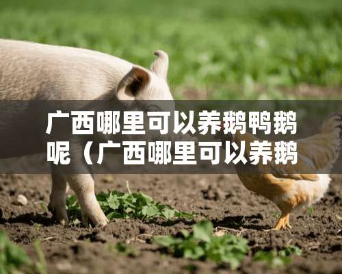 广西哪里可以养鹅鸭鹅呢（广西哪里可以养鹅鸭鹅呢图片）