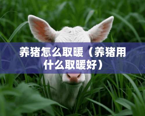 养猪怎么取暖（养猪用什么取暖好）