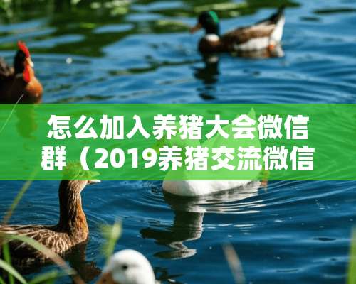 怎么加入养猪大会微信群（2019养猪交流微信群）