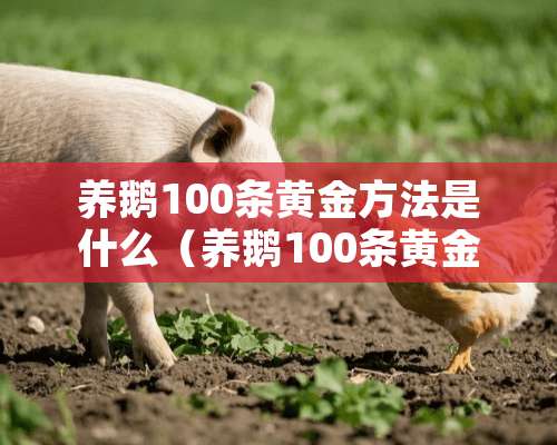 养鹅100条黄金方法是什么（养鹅100条黄金方法是什么样的）