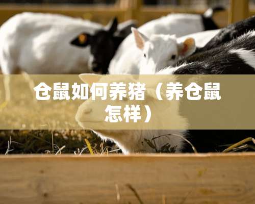 仓鼠如何养猪（养仓鼠怎样）