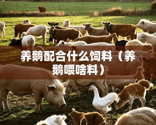 养鹅配合什么饲料（养鹅喂啥料）