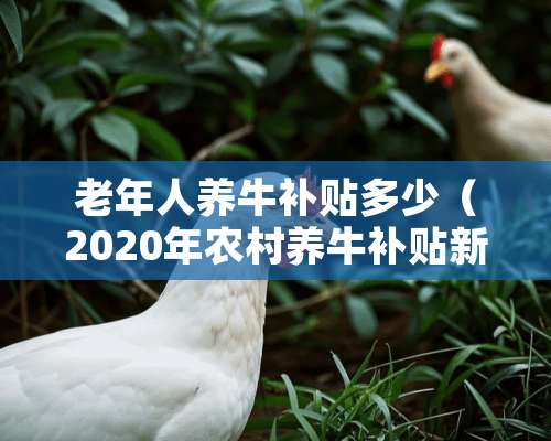 老年人养牛补贴多少（2020年农村养牛补贴新政策有哪些?）