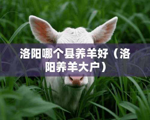 洛阳哪个县养羊好（洛阳养羊大户）