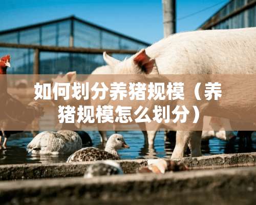 如何划分养猪规模（养猪规模怎么划分）