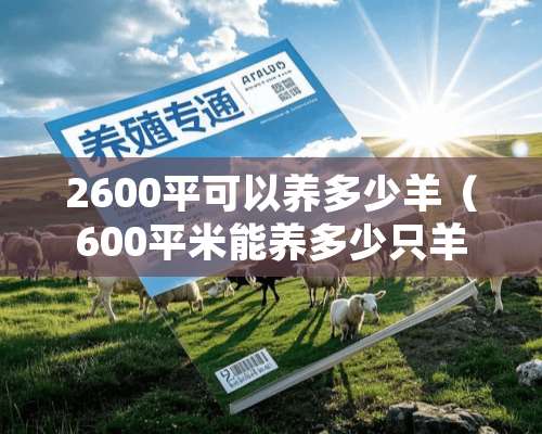 2600平可以养多少羊（600平米能养多少只羊）