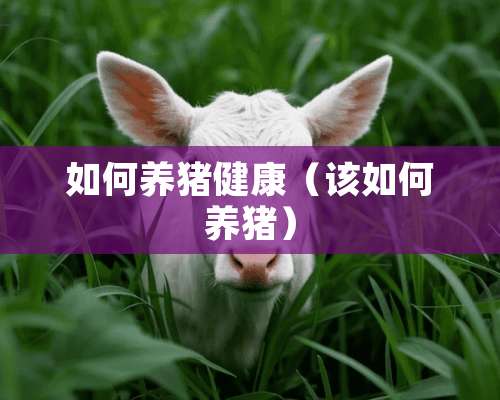 如何养猪健康（该如何养猪）