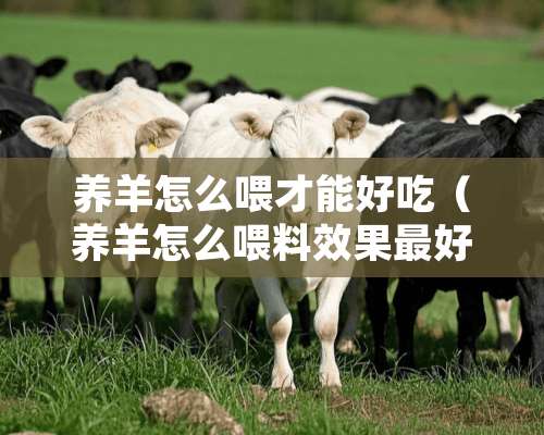 养羊怎么喂才能好吃（养羊怎么喂料效果最好）