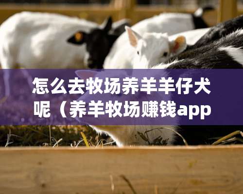 怎么去牧场养羊羊仔犬呢（养羊牧场赚钱app下载）