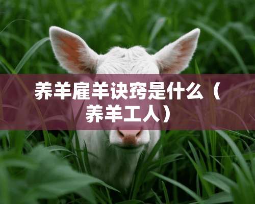 养羊雇羊诀窍是什么（养羊工人）