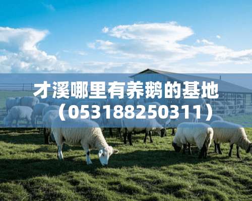 才溪哪里有养鹅的基地（053188250311）