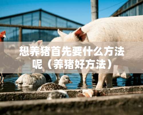 想养猪首先要什么方法呢（养猪好方法）