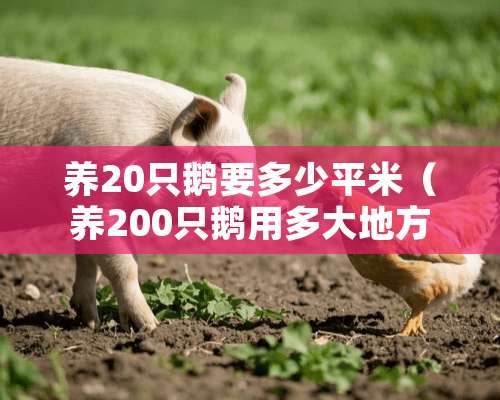 养20只鹅要多少平米（养200只鹅用多大地方）