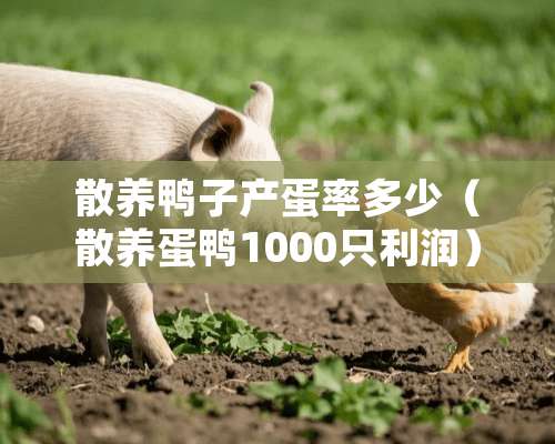 散养鸭子产蛋率多少（散养蛋鸭1000只利润）