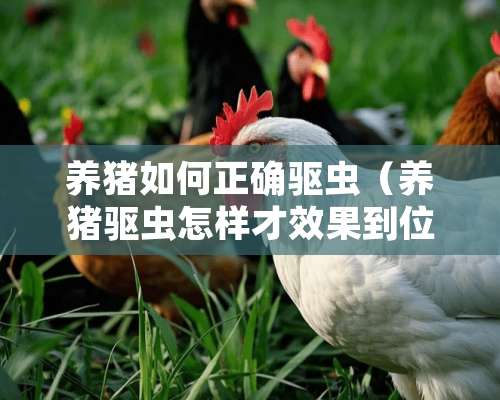 养猪如何正确驱虫（养猪驱虫怎样才效果到位）