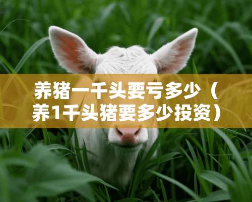 养猪一千头要亏多少（养1千头猪要多少投资）