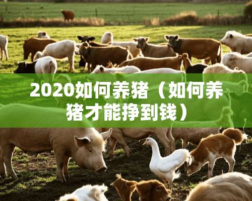 2020如何养猪（如何养猪才能挣到钱）