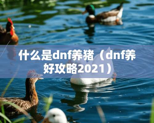 什么是dnf养猪（dnf养好攻略2021）