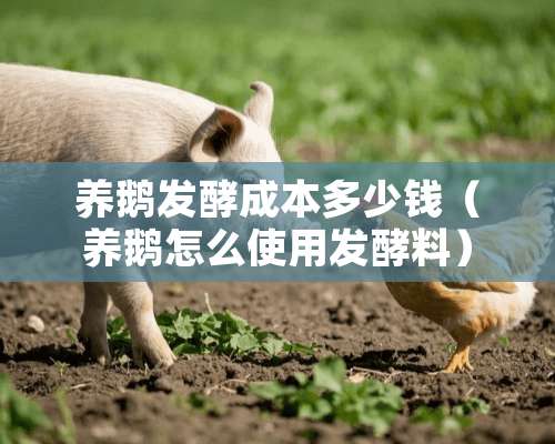 养鹅发酵成本多少钱（养鹅怎么使用发酵料）