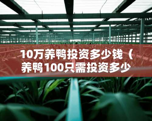 10万养鸭投资多少钱（养鸭100只需投资多少）