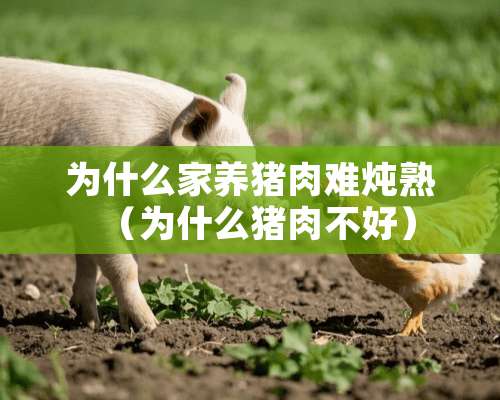 为什么家养猪肉难炖熟（为什么猪肉不好）