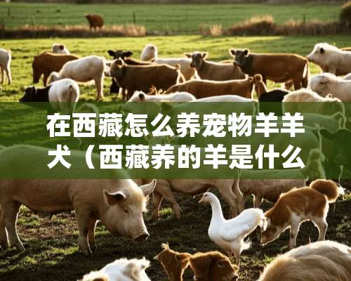 在西藏怎么养宠物羊羊犬（西藏养的羊是什么品种）