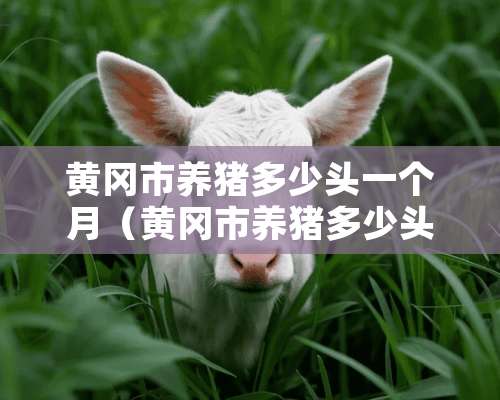 黄冈市养猪多少头一个月（黄冈市养猪多少头一个月收入）