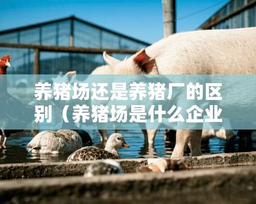 养猪场还是养猪厂的区别（养猪场是什么企业）