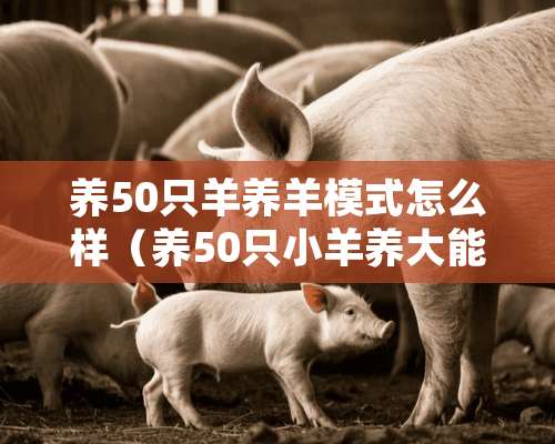 养50只羊养羊模式怎么样（养50只小羊养大能卖多少钱）