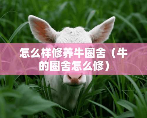 怎么样修养牛圈舍（牛的圈舍怎么修）