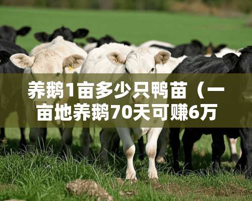 养鹅1亩多少只鸭苗（一亩地养鹅70天可赚6万）