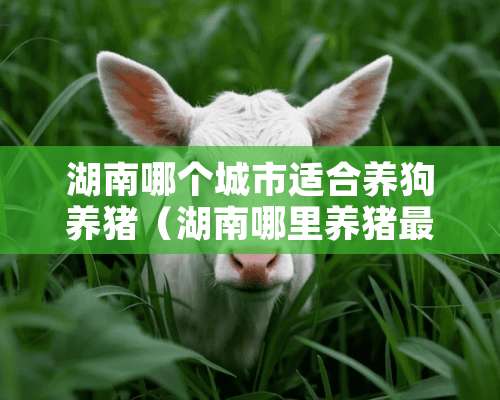 湖南哪个城市适合养狗养猪（湖南哪里养猪最多的地方）