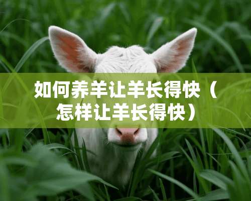 如何养羊让羊长得快（怎样让羊长得快）