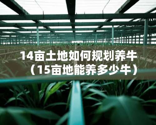 14亩土地如何规划养牛（15亩地能养多少牛）