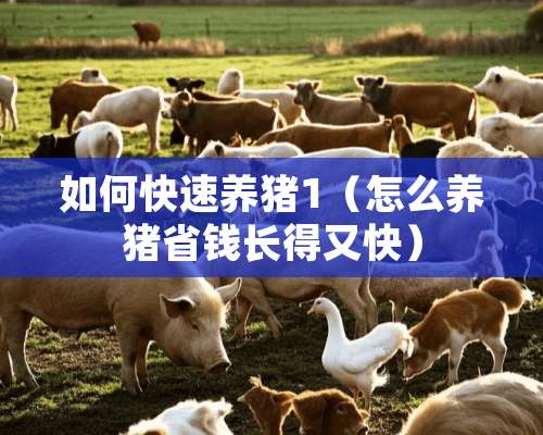 如何快速养猪1（怎么养猪省钱长得又快）