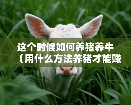 这个时候如何养猪养牛（用什么方法养猪才能赚钱）