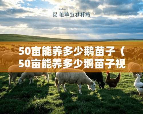 50亩能养多少鹅苗子（50亩能养多少鹅苗子视频）