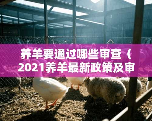 养羊要通过哪些审查（2021养羊最新政策及审批条件?）