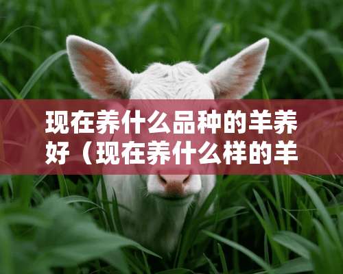 现在养什么品种的羊养好（现在养什么样的羊最挣钱）