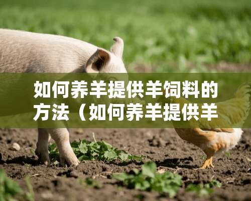 如何养羊提供羊饲料的方法（如何养羊提供羊饲料的方法视频）