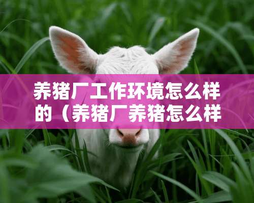 养猪厂工作环境怎么样的（养猪厂养猪怎么样）