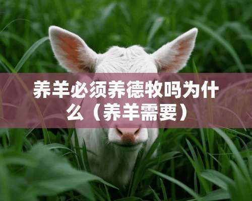 养羊必须养德牧吗为什么（养羊需要）