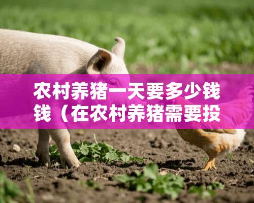 农村养猪一天要多少钱钱（在农村养猪需要投资多少）